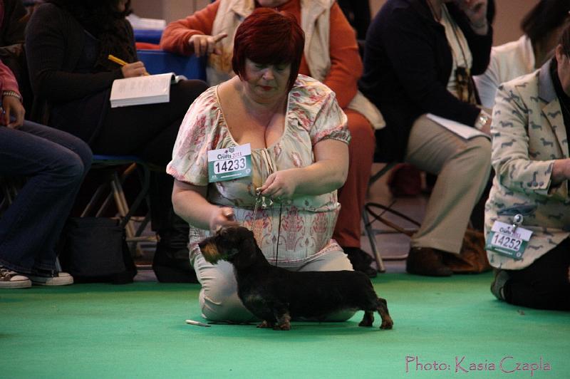 Crufts2011_2 543.jpg